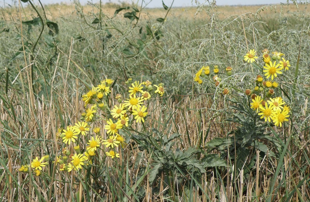 Image of Senecio grandidentatus specimen.