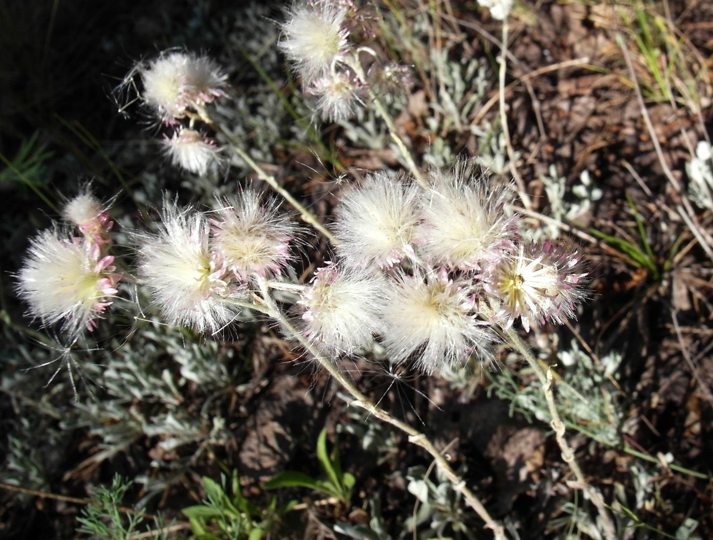 Image of Antennaria dioica specimen.