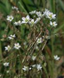 Image of taxon representative. Author is Марина Ворошилова