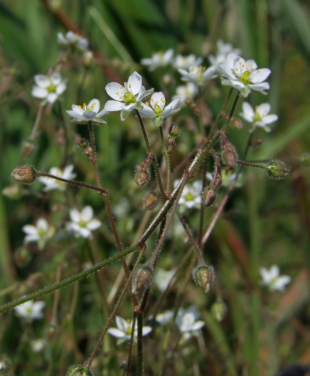 Изображение особи Spergula arvensis.