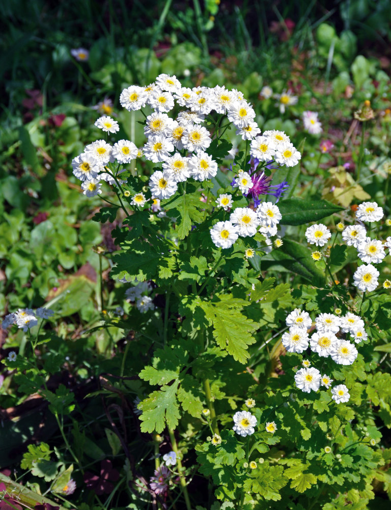 Изображение особи Pyrethrum parthenium.