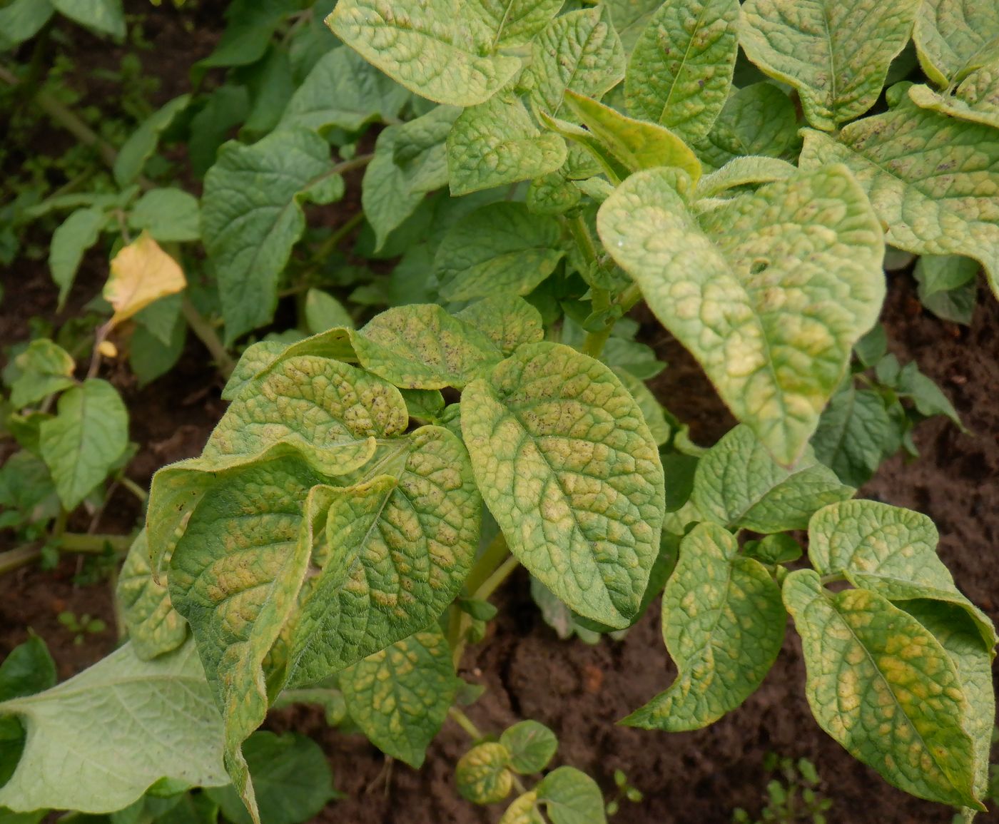 Image of Solanum tuberosum specimen.