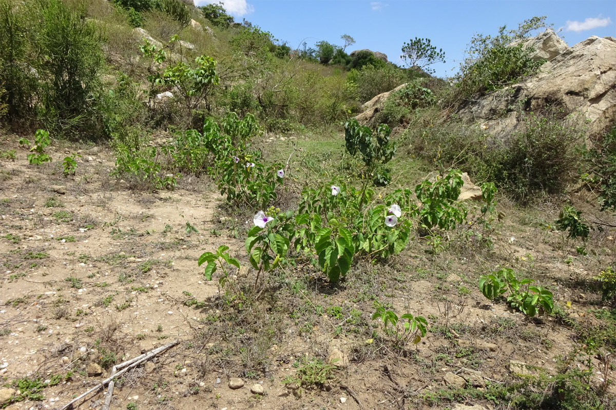 Изображение особи Ipomoea hildebrandtii.