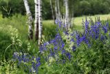 Veronica teucrium. Куртина цветущих растений. Тульская обл., Дубенский р-н, окр. дер. Ивановка, левый склон долины р. Дубна, бровка небольшого оврага, суходольный луг. 15.06.2012.