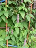 Agastache rugosa