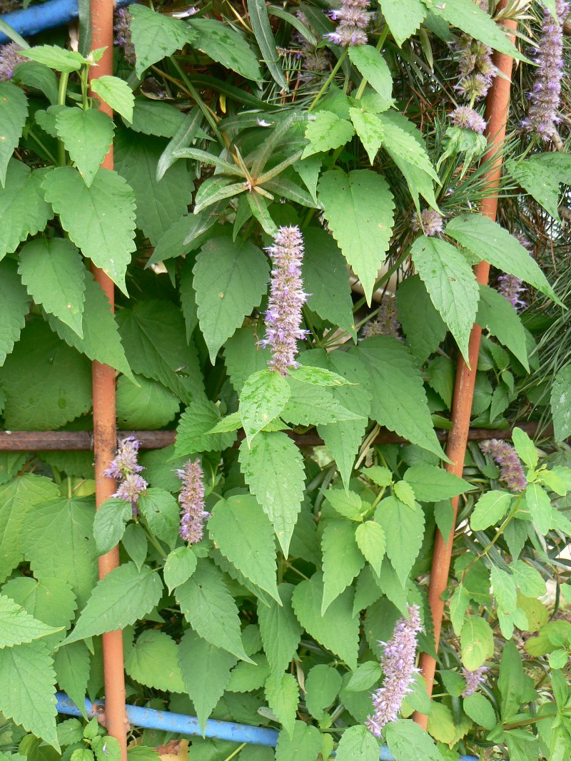 Изображение особи Agastache rugosa.