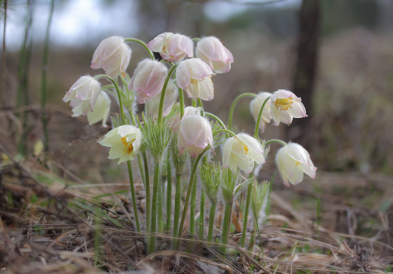 Изображение особи Pulsatilla patens.