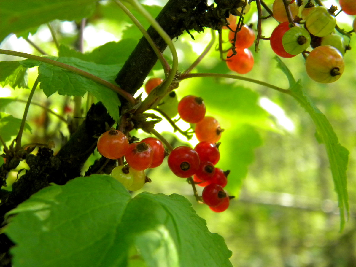 Image of Ribes spicatum specimen.