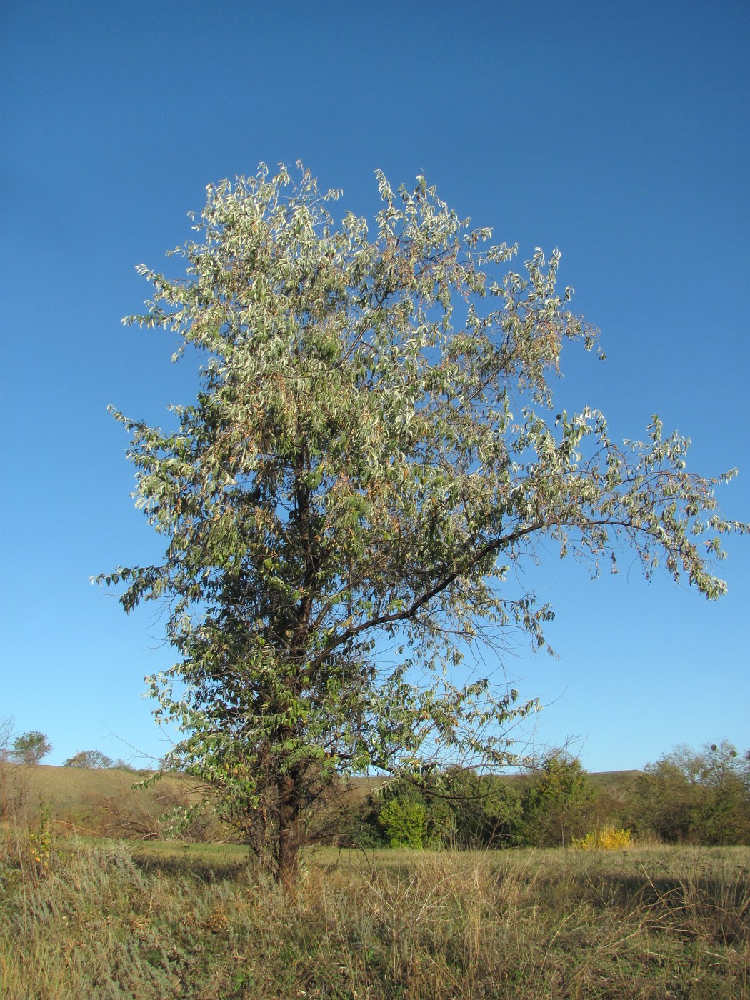 Image of Elaeagnus angustifolia specimen.