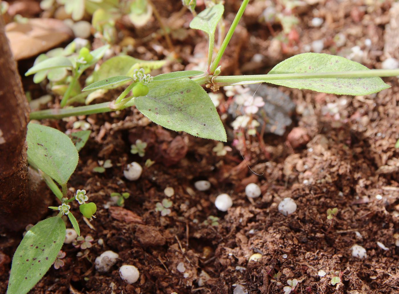 Image of Euphorbia graminea specimen.