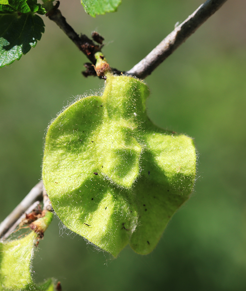 Image of Ulmus macrocarpa specimen.