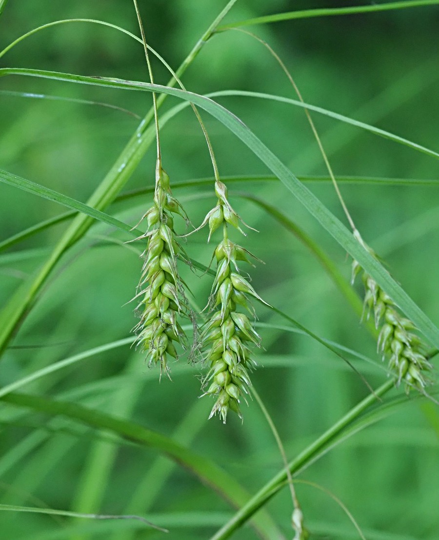 Image of Carex arnellii specimen.