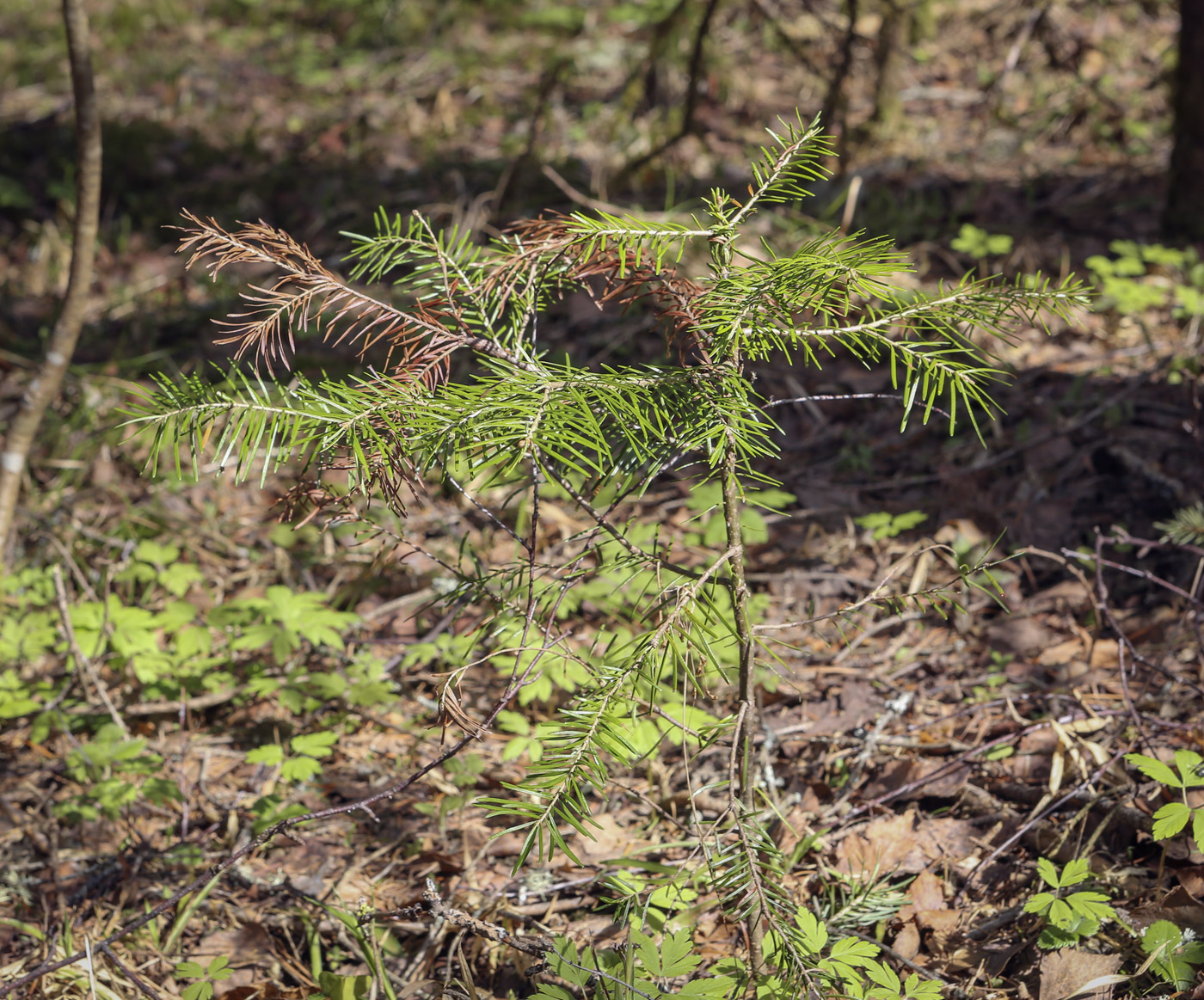 Изображение особи Abies sibirica.