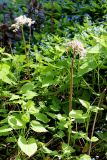 Darmera peltata