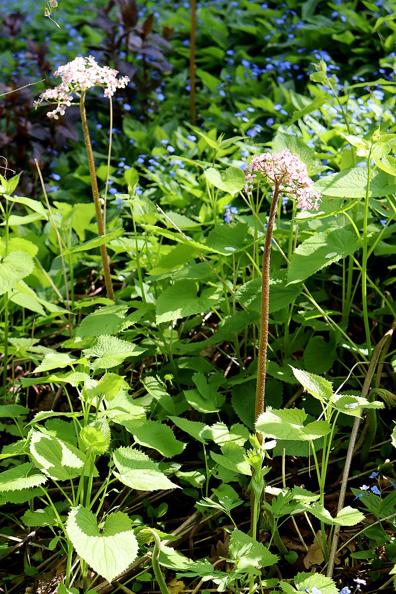 Изображение особи Darmera peltata.