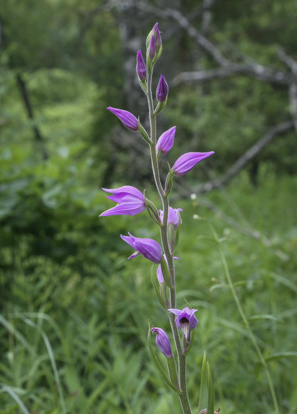 Изображение особи Cephalanthera rubra.