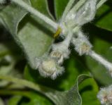 Dichondra argentea