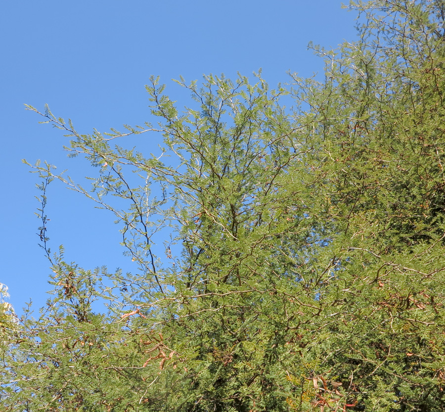 Image of Mimosa aculeaticarpa specimen.