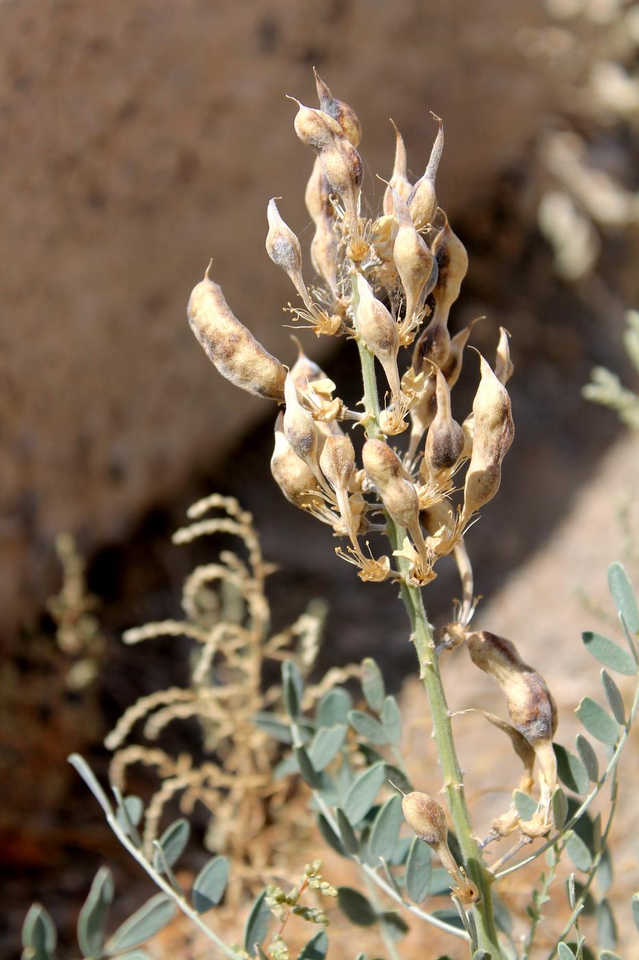 Image of Goebelia pachycarpa specimen.