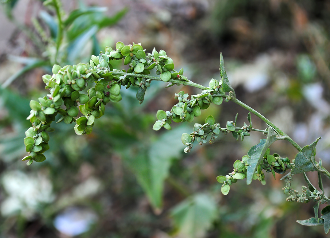 Image of Atriplex sagittata specimen.