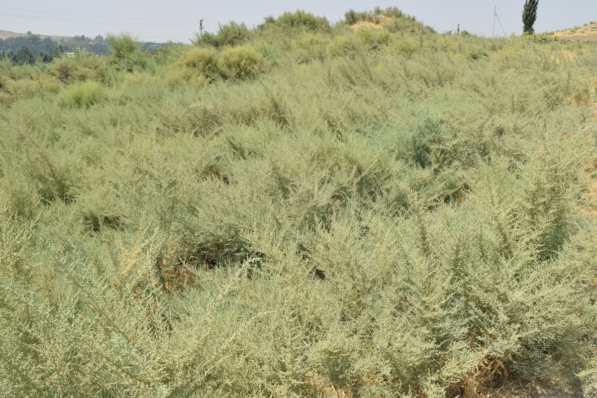 Изображение особи Salsola dendroides.