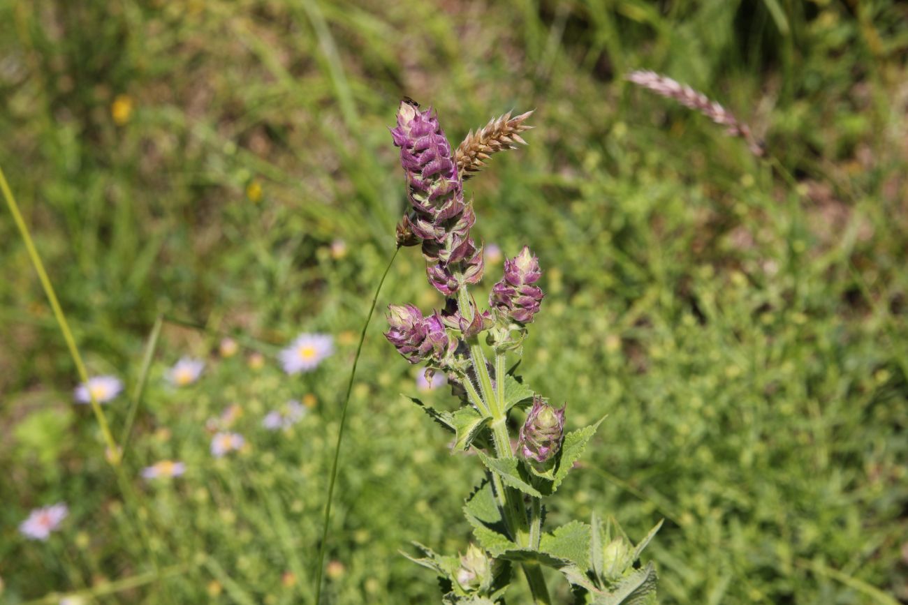 Изображение особи род Salvia.