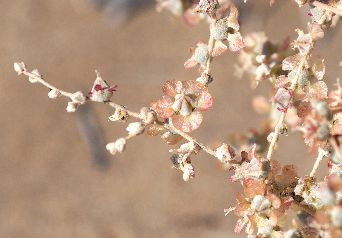 Изображение особи Salsola sclerantha.