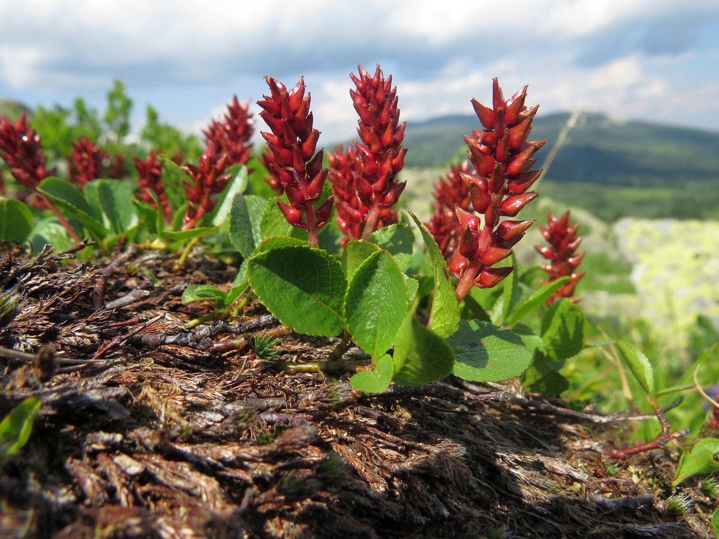 Изображение особи Salix turczaninowii.