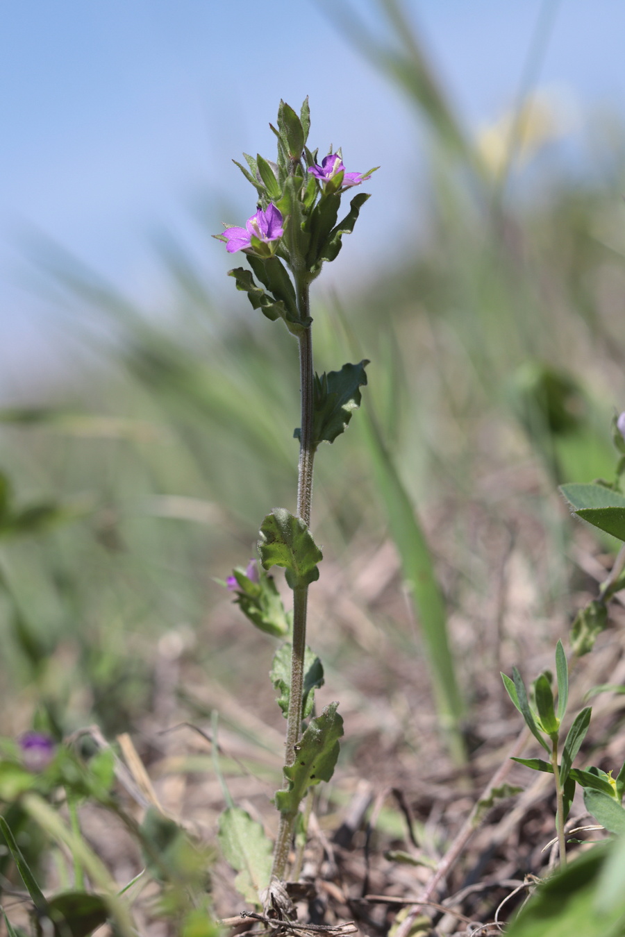 Image of Legousia hybrida specimen.