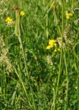Tragopogon pratensis