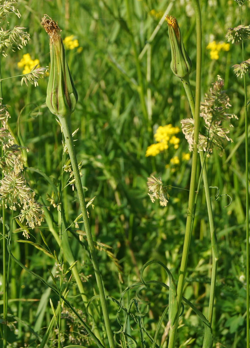 Image of Tragopogon pratensis specimen.