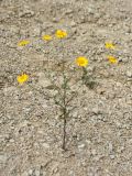 Anthemis tinctoria. Цветущее растение на антропогенном известняковом щебнистом обнажении на склоне. Ленинградская обл., Ломоносовский р-н, Кирхгофские высоты, Туттари-парк. 11.07.2010.