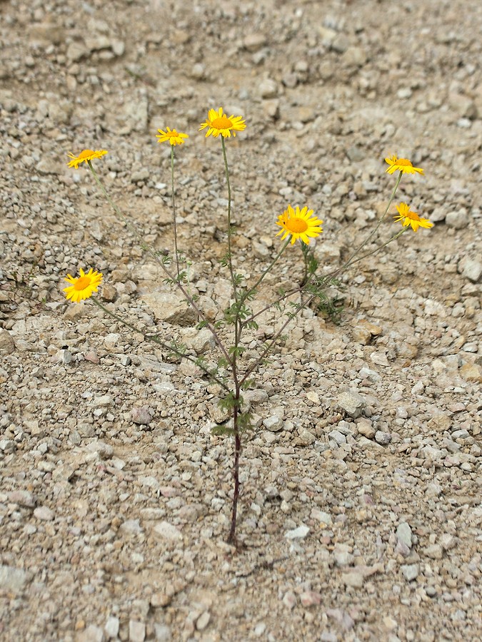 Изображение особи Anthemis tinctoria.