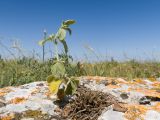 Marrubium peregrinum. Вегетирующее растение. Крым, Керченский п-ов, Ленинский р-н, окр с. Осовины, мыс Газан, степь на верхней террасе приморского склона, в расщелине известняковой глыбы. 28.05.2021.