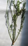 Papaver tichomirovii