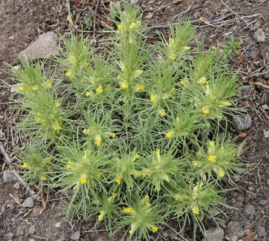 Image of Bungea trifida specimen.