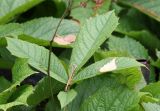 Rodgersia aesculifolia. Лист. Республика Коми, г. Сыктывкар, ул. Ботанический сад, Ботсад СГУ. 14.09.2019.