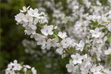 Изображение особи. Автор - Мария Новикова