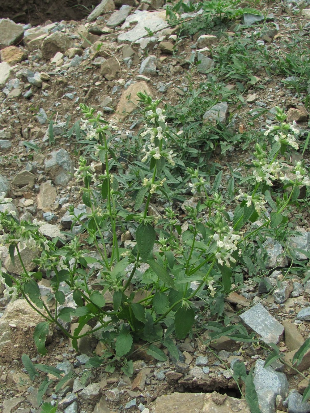 Image of Stachys annua specimen.