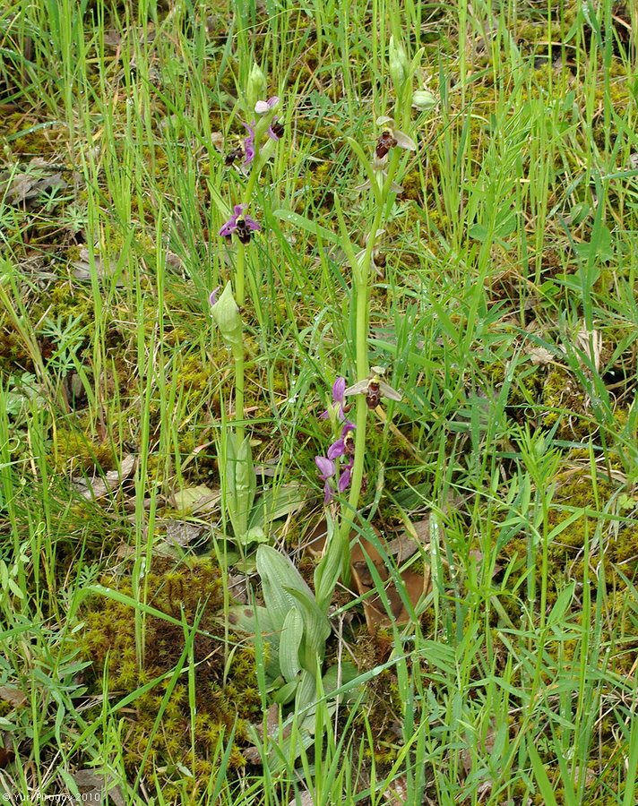 Image of Ophrys oestrifera specimen.