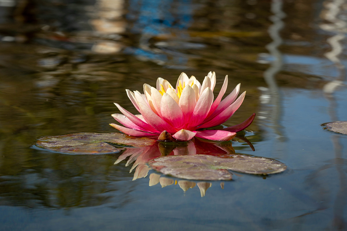 Image of Nymphaea odorata specimen.