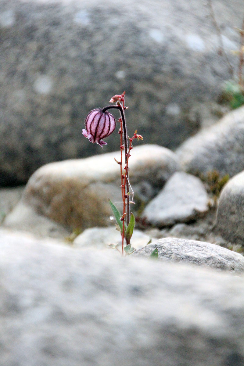 Изображение особи Gastrolychnis uralensis.