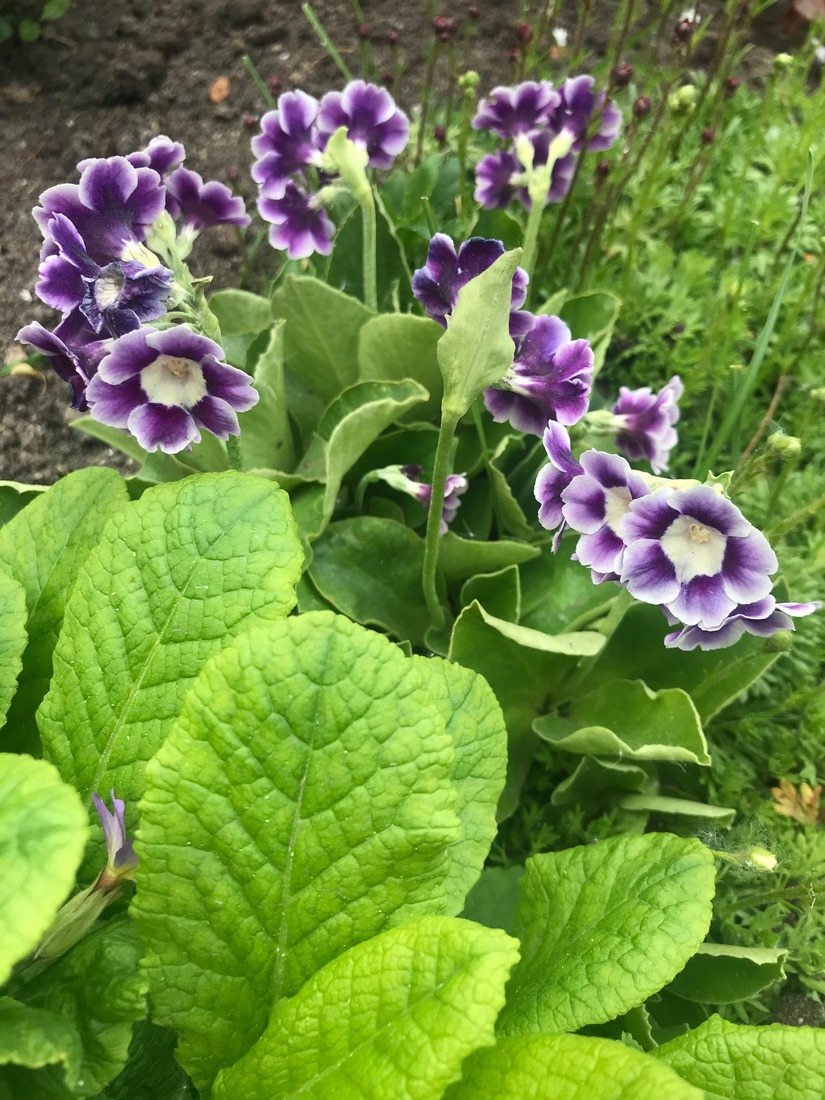 Изображение особи Primula &times; pubescens.