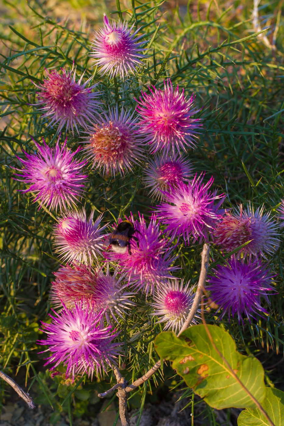 Изображение особи Lamyra echinocephala.