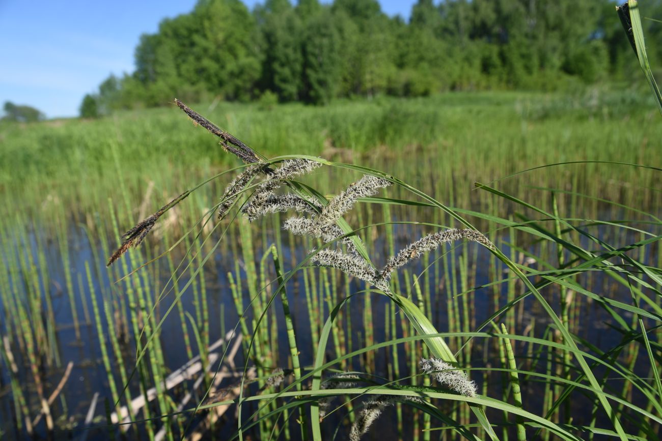 Изображение особи Carex acuta.