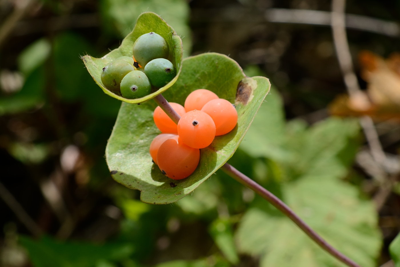 Изображение особи Lonicera caprifolium.