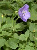 Campanula carpatica. Цветок и листья. Восточно-Казахстанская обл., Глубоковский р-н, окр. с. Кожохово. В культуре. 25.08.2010.