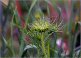 Daucus sativus