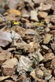Potentilla sericea. Цветущее растение. Алтай, Кош-Агачский р-н, 5 км ЮВ с. Чаган-Узун, долина р. Тыдтуярык, каменистая осыпь. 21 июня 2022 г.