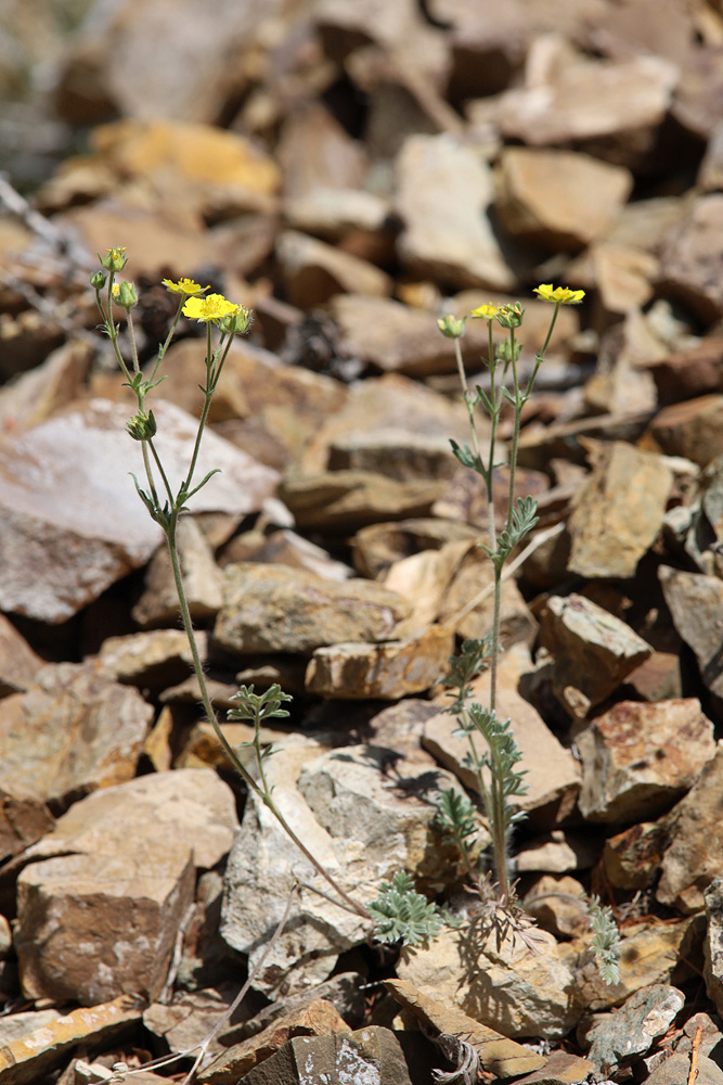 Изображение особи Potentilla sericea.